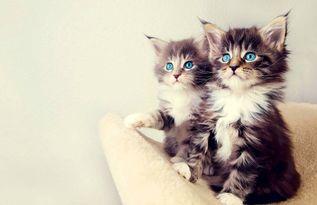 娱乐吃瓜小猫咪视频,揭秘小猫咪的娱乐世界