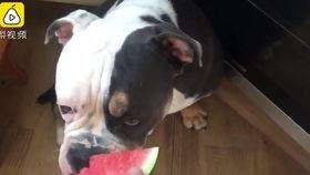 娱乐吃瓜酱狗狗打猫咪,娱乐吃瓜酱现场直播